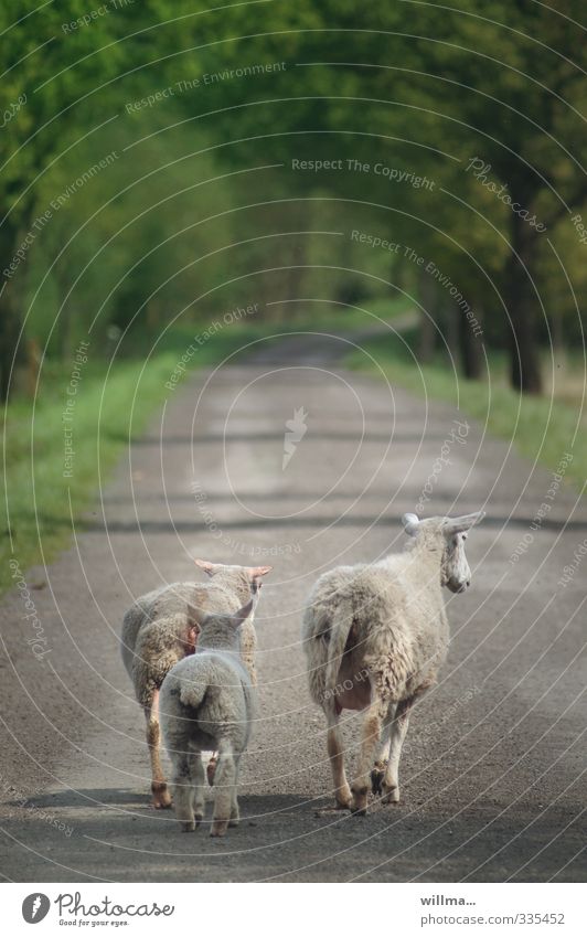 Schaf Heidi, Hildrun und Holly-Marie... Schafe Lamm gehen Tierfamilie Nutztier Straße Wald Wege & Pfade laufen Spaziergang Familienausflug Rückansicht 3