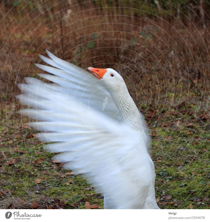 eine weiße Gans flattert mit den Flügeln Wiese Tier Haustier Vogel Tiergesicht Feder Schnabel Hals 1 Bewegung Blick stehen außergewöhnlich einzigartig natürlich