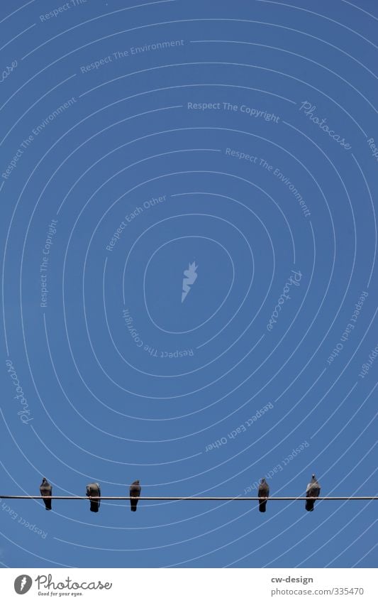 Freilufthaltung Umwelt Luft Himmel Wolkenloser Himmel Schönes Wetter Tier Vogel Taube Tiergruppe Herde Schwarm Tierfamilie beobachten Erholung Kommunizieren