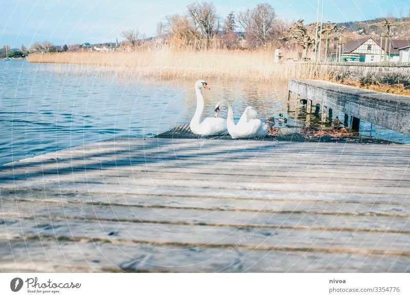 Schwäne auf einem schiffssteg Fisch Wohlgefühl Ausflug Umwelt Natur Landschaft Pflanze Winter Wetter Schönes Wetter Seeufer Zürich See Schweiz Schifffahrt