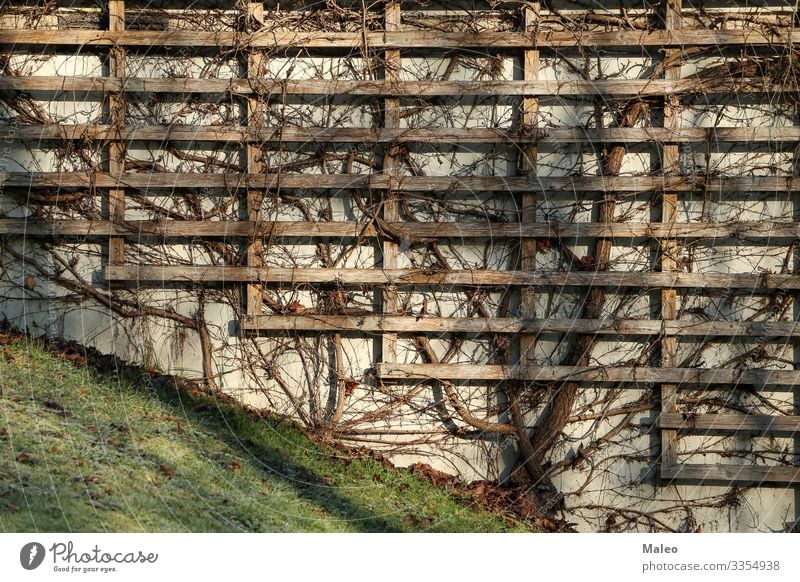 Weinrebe Architektur Hintergrundbild schön Botanik Zweig Gebäude Klettern Dekoration & Verzierung Pflanze Blume Rahmen Garten grün Wachstum Haus Efeu Blatt