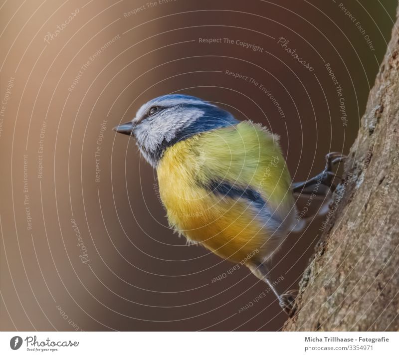 Blaumeise im Sonnenschein Natur Tier Sonnenlicht Schönes Wetter Baum Baumstamm Wildtier Vogel Tiergesicht Flügel Krallen Meisen Kopf Auge Schnabel Feder