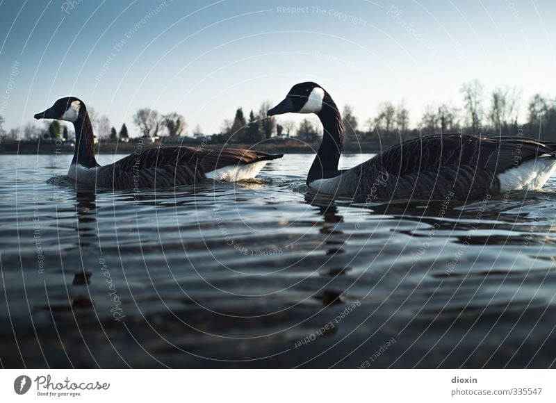 Gegen den Strom (Branta leucopsis) Umwelt Natur Wasser Himmel Wolkenloser Himmel Schönes Wetter Flussufer Rhein Tier Wildtier Vogel Wildgans 2 Tierpaar