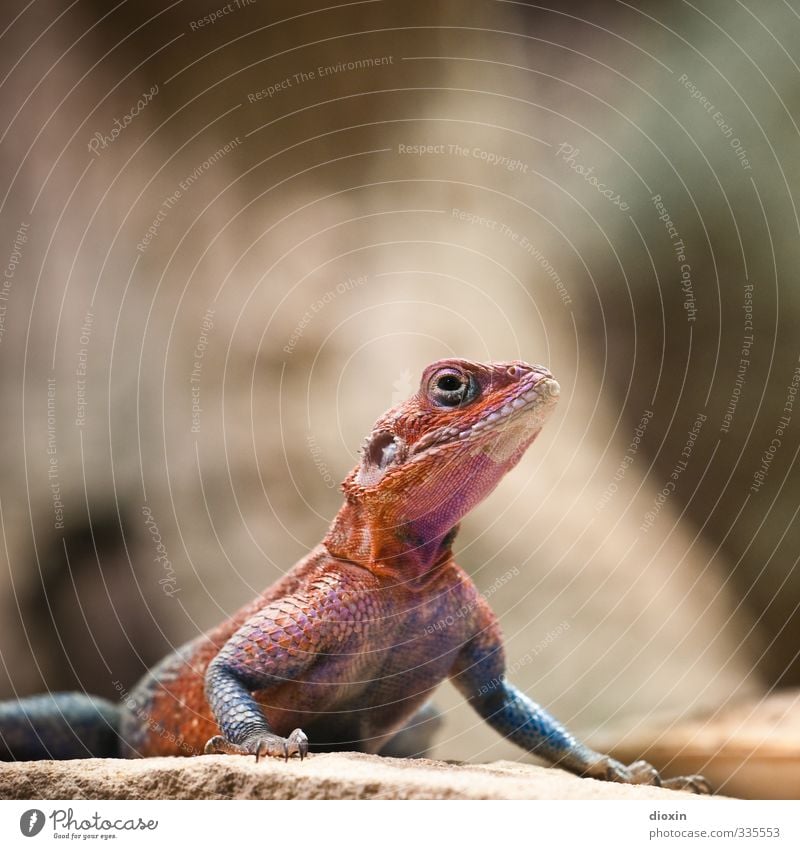 love me like a reptile Wüste Tier Wildtier Schuppen Krallen Zoo Reptil Echsen 1 Blick sitzen natürlich Natur Farbfoto Innenaufnahme Menschenleer