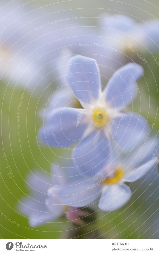 Vergissmeinnicht Natur Pflanze Frühling Sommer Herbst Blume Blatt Blüte Vergißmeinnicht Blühend blau gelb grün Farbfoto Gedeckte Farben Menschenleer