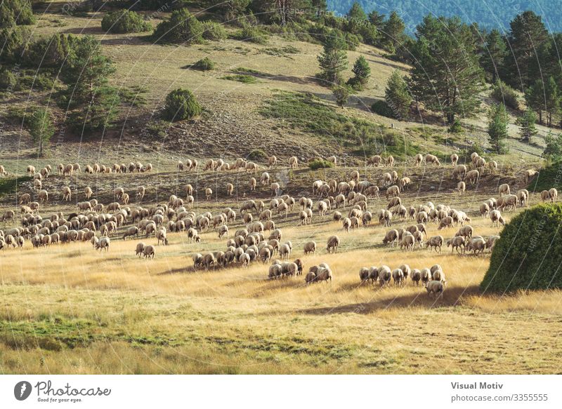 Auf dem Feld weidende Schafherde schön Leben Sommer Berge u. Gebirge Umwelt Natur Landschaft Pflanze Tier Baum Gras Hügel Tiergruppe Herde Fressen natürlich