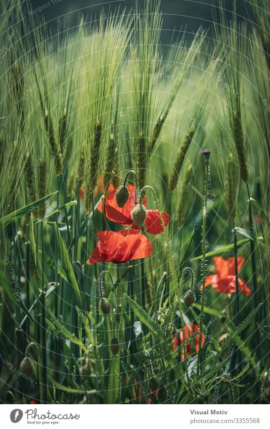 Mohnblumen zwischen Weizenähren schön Garten Natur Pflanze Blume Blüte Park Wachstum frisch natürlich grün rot Farbe botanisch Jardi Botanic Botanik Feld