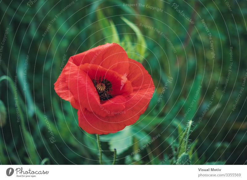 Rote Mohnblume und Knospen schön Garten Natur Pflanze Blume Blüte Park Wiese Wachstum frisch natürlich grün rot Farbe Schönheit in der Natur botanisch