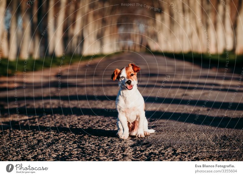 Porträt eines süßen Jack-Russell-Hundes, der bei Sonnenuntergang auf einer Straße sitzt. Glücklicher Hund im Freien Jack-Russell-Terrier niedlich klein Haustier