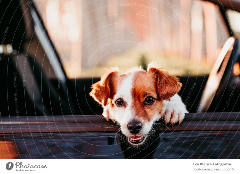 Porträt eines süßen Jack-Russell-Hundes in einem Auto bei Sonnenuntergang. Reisekonzept offen Kabelbaum Fenster Ausflug weiß Sitzgurt Touristik Terrier Aussicht