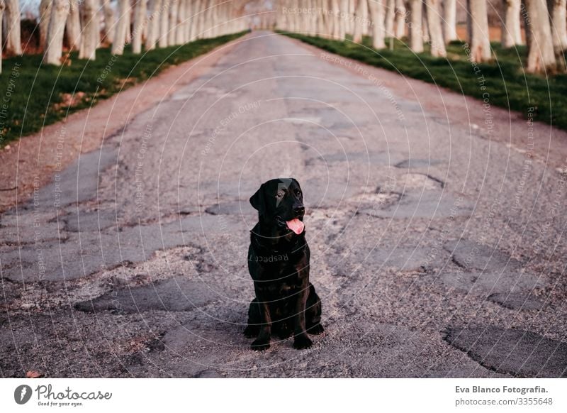 Schöner schwarzer Labrador, der bei Sonnenuntergang auf einer Straße sitzt Stoppen Sie das Konzept Retriever Hund Haustier sitzen warten aussetzen Menschenleer