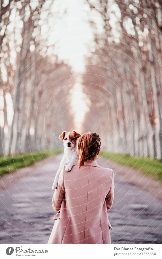 Schöner schwarzer Labrador, der bei Sonnenuntergang auf einer Straße sitzt Stoppen Sie das Konzept Jack-Russell-Terrier Schulter Halt Frau Hund sitzen Haustier