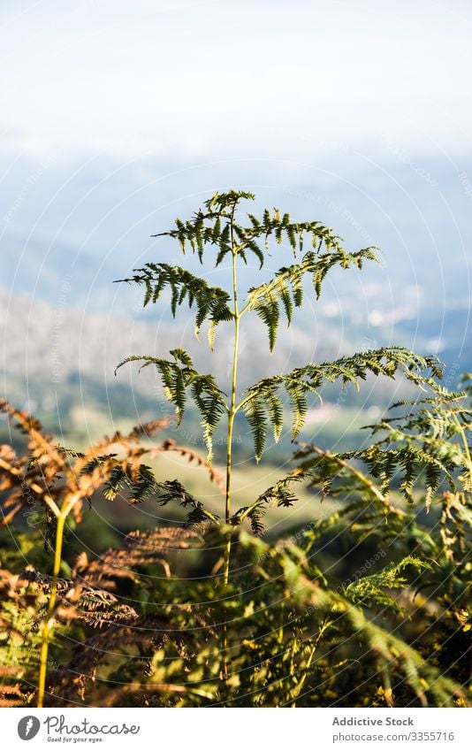 Blatt im nebligen Herbstwald Wald Natur Landschaft Park Welt Ansicht Moos Umwelt Panorama hell malerisch fallen reisen Ausflugsziel Örtlichkeit Laubwerk