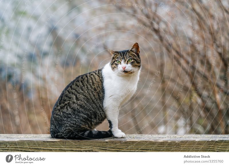 Gestreifte Katze sitzt auf Holzzaun im Berg Berge u. Gebirge Zaun Haustier Hügel gestreift reisen Natur Gipfel Landschaft steinig Tourismus Abenteuer Tier