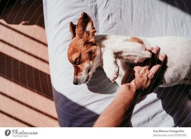 Frau Hand berührend süßer kleiner Jack Russell Hund, der an einem sonnigen Tag auf dem Bett liegt Besitzer niedlich Jack-Russell-Terrier schlafen Müdigkeit