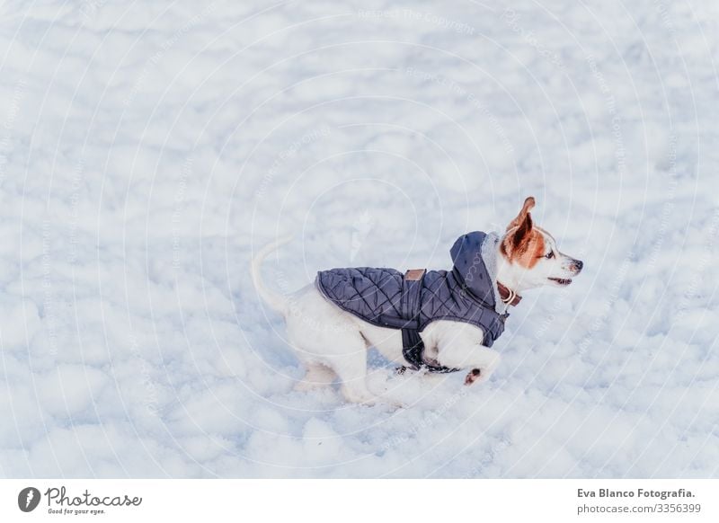 Porträt eines schönen Jack-Russell-Hundes im Freien, der im Schnee spielt und rennt. Wintersaison Spielen spielerisch Jack-Russell-Terrier niedlich klein