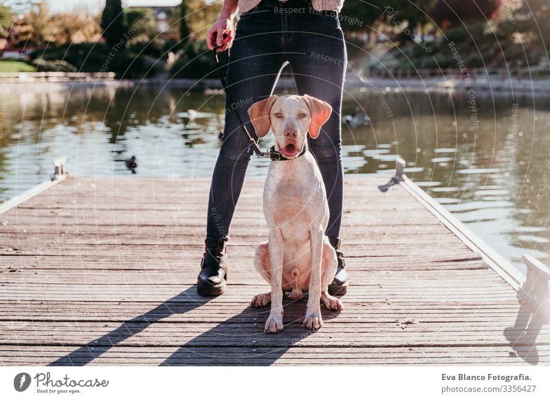 junge Frau und ihr Hund im Freien in einem Park mit einem See. sonniger Tag, Herbstsaison Jugendliche Außenaufnahme Liebe Haustier Besitzer Sonnenstrahlen schön