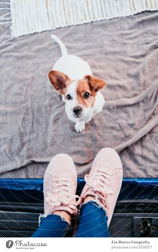 süßer jack russell hund und seine unerkennbare besitzerin frau entspannen sich in einem van. reisekonzept Jack-Russell-Terrier Hund Frau Kleintransporter