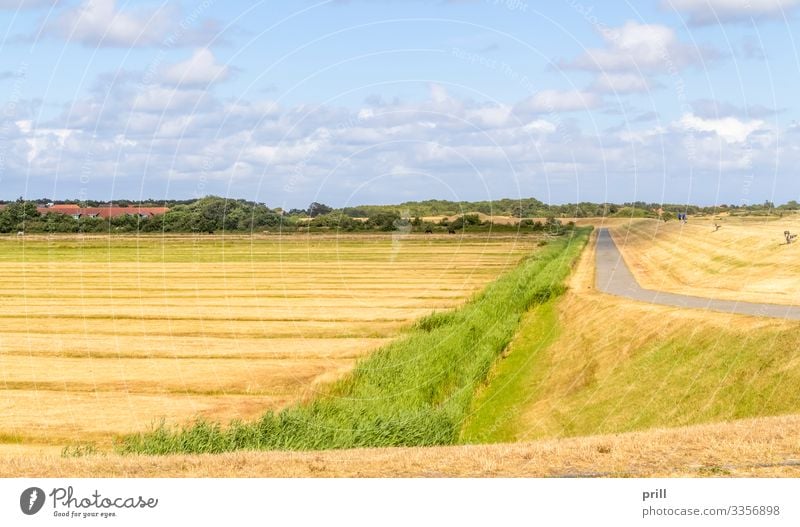 Spiekeroog in East Frisia Sommer Insel Landwirtschaft Forstwirtschaft Landschaft Wiese Küste Dorf Straße Wege & Pfade authentisch Ostfriesland