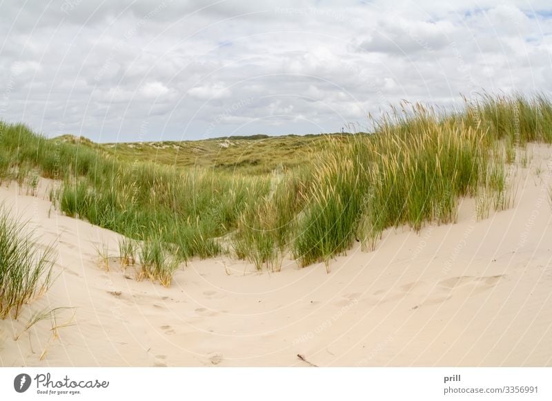 beach scenery at Spiekeroog Sommer Strand Insel Landschaft Sand Küste Nordsee authentisch sandhalm sanddüne Ostfriesland Landkreis Friesland deutschland