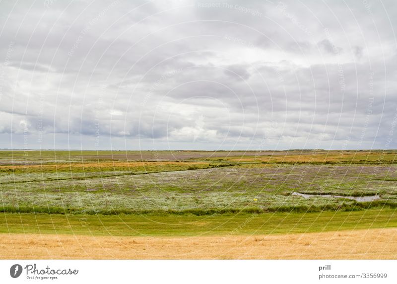 Spiekeroog in East Frisia Sommer Insel Landschaft Pflanze Sträucher Küste authentisch Ostfriesland Landkreis Friesland deutschland norddeutschland