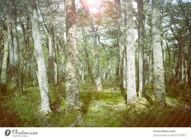 Wald Natur Landschaft Pflanze Zufriedenheit Duft Einsamkeit Erholung Freiheit Frieden nachhaltig Pause rein Ferien & Urlaub & Reisen ruhig Farbfoto