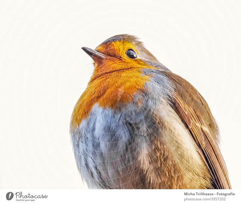 Rotkehlchen Portrait Natur Tier Himmel Sonne Sonnenlicht Schönes Wetter Wildtier Vogel Tiergesicht Flügel Kopf Schnabel Auge Feder gefiedert 1 beobachten