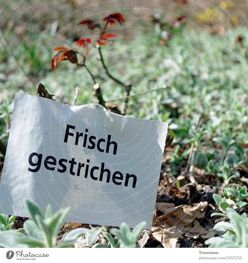 So viel Mühe! Umwelt Natur Pflanze Rose Grünpflanze Park Schriftzeichen Hinweisschild Warnschild grün rot schwarz weiß Gefühle Irritation gestrichen Papier