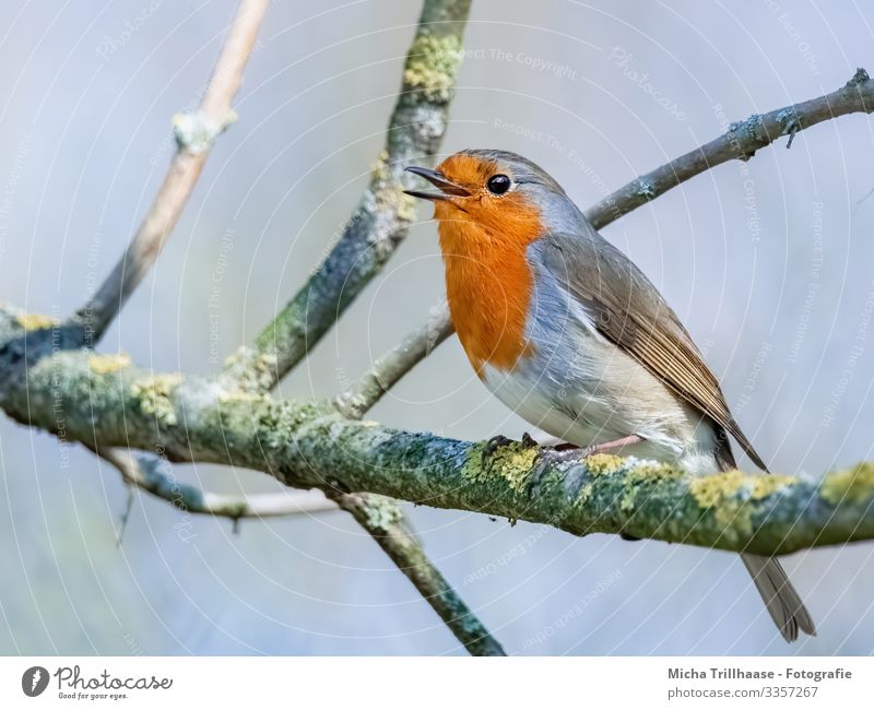 Singendes Rotkehlchen im Baum Natur Tier Himmel Sonne Sonnenlicht Schönes Wetter Zweige u. Äste Wildtier Vogel Tiergesicht Flügel Krallen Kopf Schnabel Auge