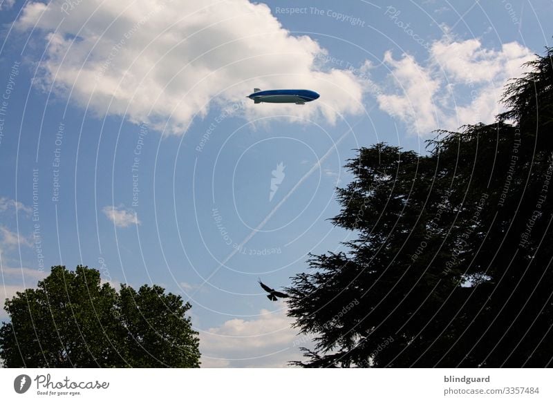 LED the ZEPPELIN fly Zeppelin Flugverkehr Greifvogel Baumkronen Top fliegen Silhouette Sommer Urlaub Ausflug gleiten Himmel Wolken Schatten Sommertag blau