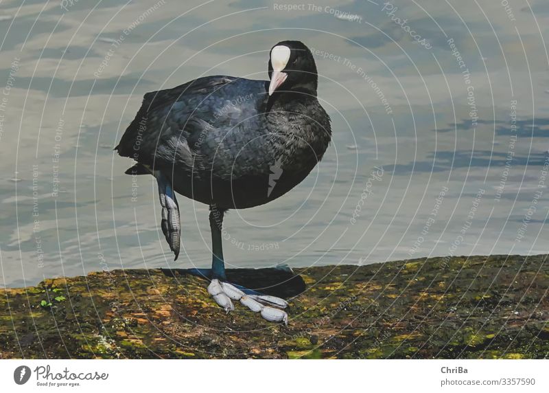 Auf großem Fuße Natur Tier Wasser Wellen Küste Flussufer Wildtier Vogel Flügel 1 hocken Blick Freundlichkeit schön schwarz Zufriedenheit Lebensfreude Blesshuhn