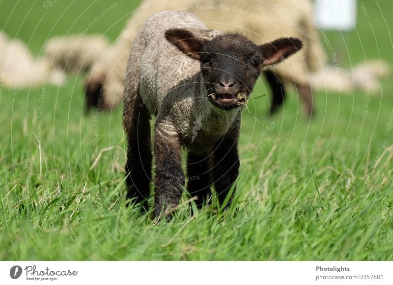 Neugieriges Lamm Natur Landschaft Tier Frühling Wiese Nutztier Tiergesicht Fell Schaf 1 Herde Tierjunges Fressen füttern hören Blick nah klug braun grün schwarz