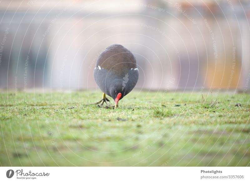 Teichhuhn bei der Futtersuche Natur Tier Erde Wasser Herbst Park Seeufer Fluss Wildtier Vogel Teichralle 1 Fressen Neugier Zugvogel Lebensraum Allesfresser