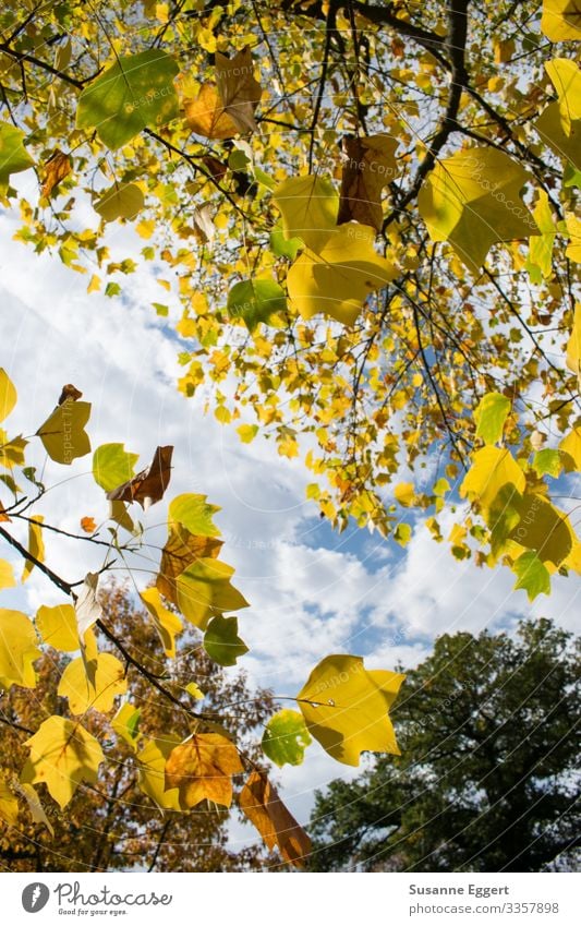 sonniger Herbst Natur Pflanze Himmel Schönes Wetter Baum Garten Park Wald Erholung träumen natürlich blau braun gelb Freiheit Freizeit & Hobby Idylle