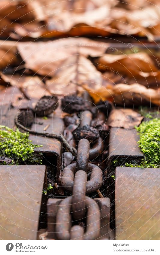 Natur in Ketten Blätter Blatt Herbst Farbfoto Menschenleer grün Außenaufnahme Tag Jahreszeiten mehrfarbig Nahaufnahme Moos Vergänglichkeit Detailaufnahme Wald