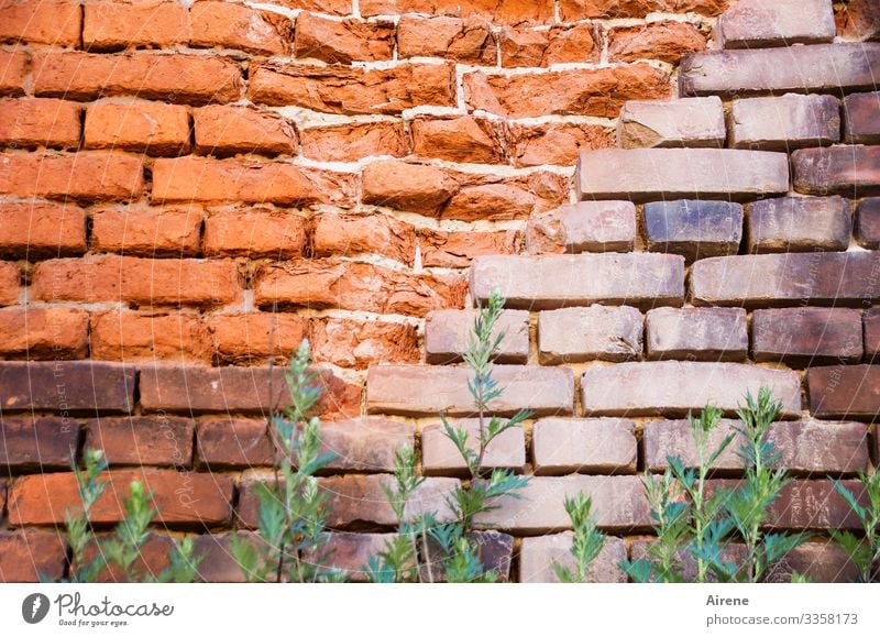 Blockade Mauer mauerwerk Ziegelbauweise ziegelrot hoch Sperre begrünen Unkraut grünzeug Grasbüschel Backsteinwand Backsteine schräg Farbton alt kaputt