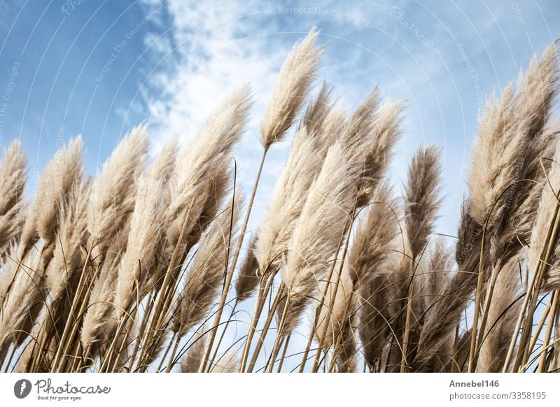 Pampasgras am Himmel, Abstrakter natürlicher Hintergrund schön Sommer Garten Dekoration & Verzierung Natur Pflanze Blume Gras weich blau gelb gold grau grün