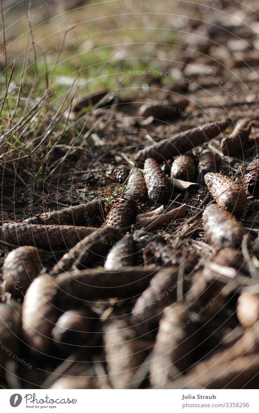 Tannenzapfen Wald Tannennadeln Natur Winter liegen natürlich Bayrische Rhön Wege & Pfade Wiese Farbfoto Außenaufnahme Tag Froschperspektive