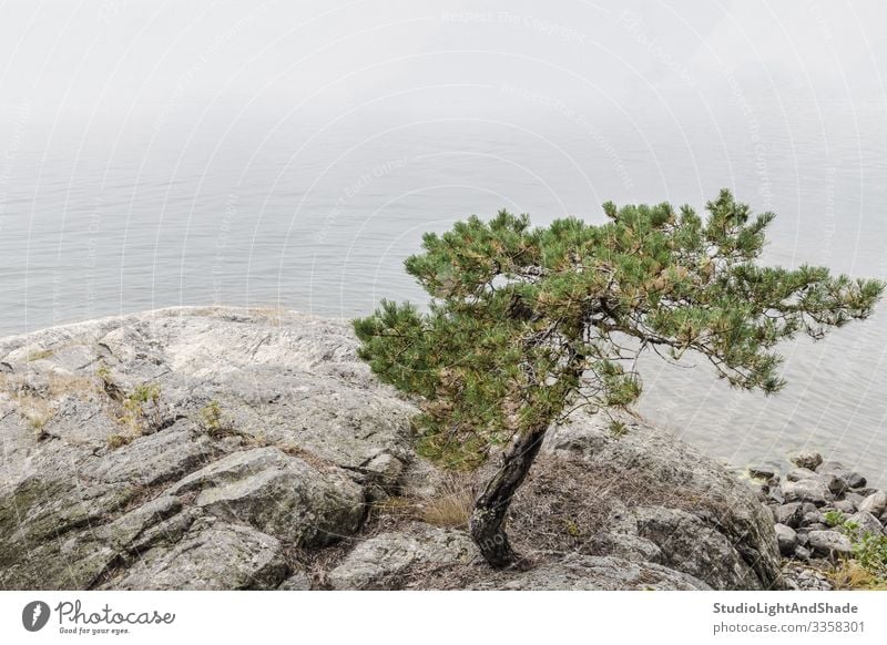 Kiefer an einem ruhigen Seeufer schön Sommer Meer Natur Landschaft Wolken Baum Felsen Küste Stein blau grün weiß Farbe Wasser nadelhaltig Beautyfotografie