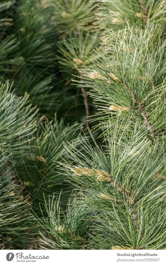 Flauschige Kiefernzweige Natur Pflanze Baum Wachstum frisch natürlich neu grün Farbe nadelhaltig Konifere Nadeln Ast Niederlassungen Zweig Immergrün Frühling