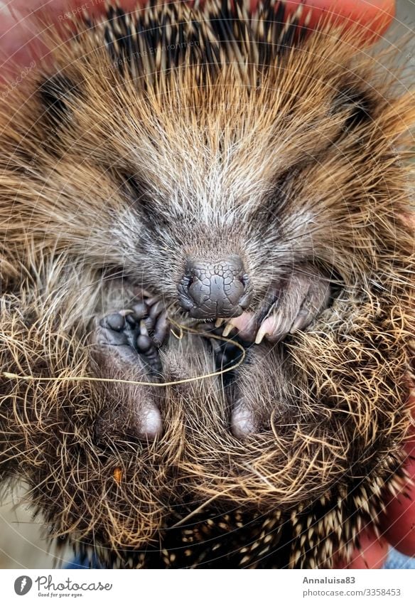 Kleiner Igel Tier Baby Tierjunges Herbst Winter Fürsorge Rettung Farbfoto