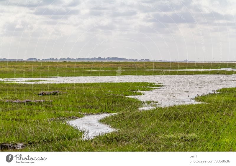 coastal scenery in Eastern Frisia Meer Pflanze Wasser Küste Nordsee authentisch Ostfriesland norddeutschland Ebbe Schlick Schlamm bewachsen ufer wittmund