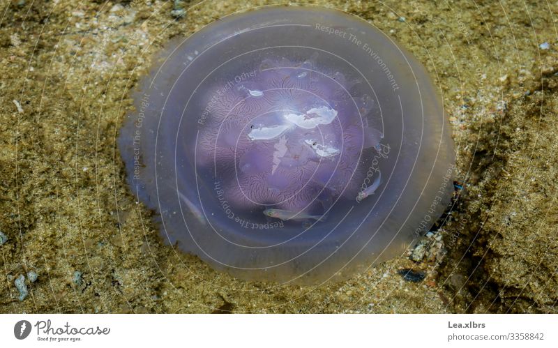 Quallengefängnis Natur Wasser Sommer Schönes Wetter Korallenriff Meer Indischer Ozean Insel Ko Lanta Thailand Asien Fisch 4 Tier Schwimmen & Baden fantastisch