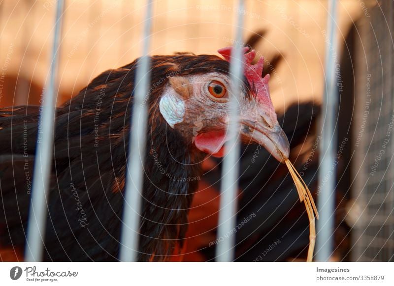 Huhn oder Henne mit Stroh im Schnabel im Käfig zum Verkauf auf dem Geflügelmarkt, lebendes Geflügel in Kisten zum Verkauf auf einem Markt im Freien. Viehkonzept. Tier- und Agrarindustrie