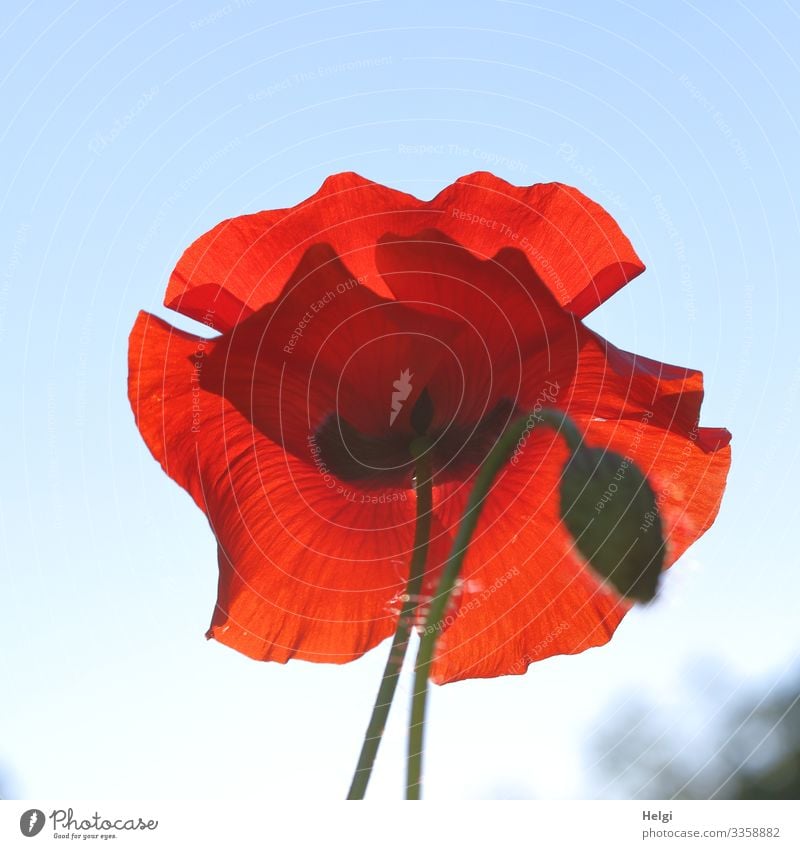 Nahaufnahme einer roten Mohnblüte und Knospe im Gegenlicht vor blauem Himmel Mohnblume Mohnknospe Pflanze Blume Blüte Sommer Klatschmohn Natur Außenaufnahme