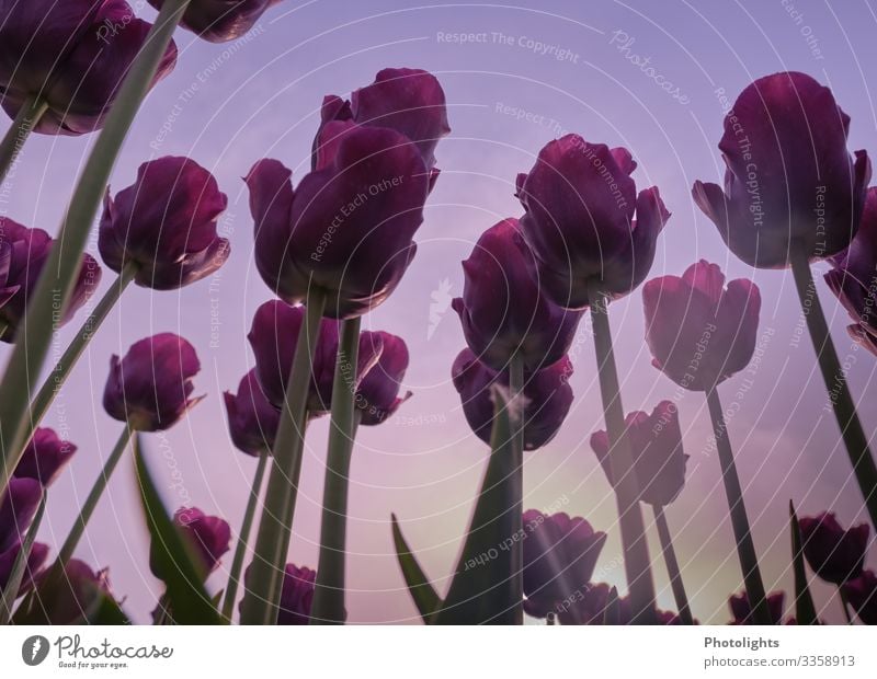 Tulpenliebe Natur Pflanze Erde Himmel Blatt Blüte Garten Park Feld schön gelb grün rosa Tulpenzeit Frühling Zierpflanze Liliengewächse Niederlande Sonne