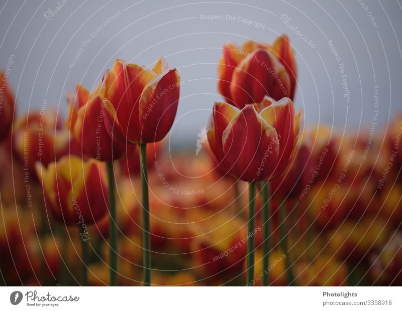 Tulpen Natur Landschaft Pflanze Erde Sonne Frühling Blatt Blüte Garten Park Feld schön viele blau gelb grün orange rot Frühlingsgefühle Umwelt robust bescheiden