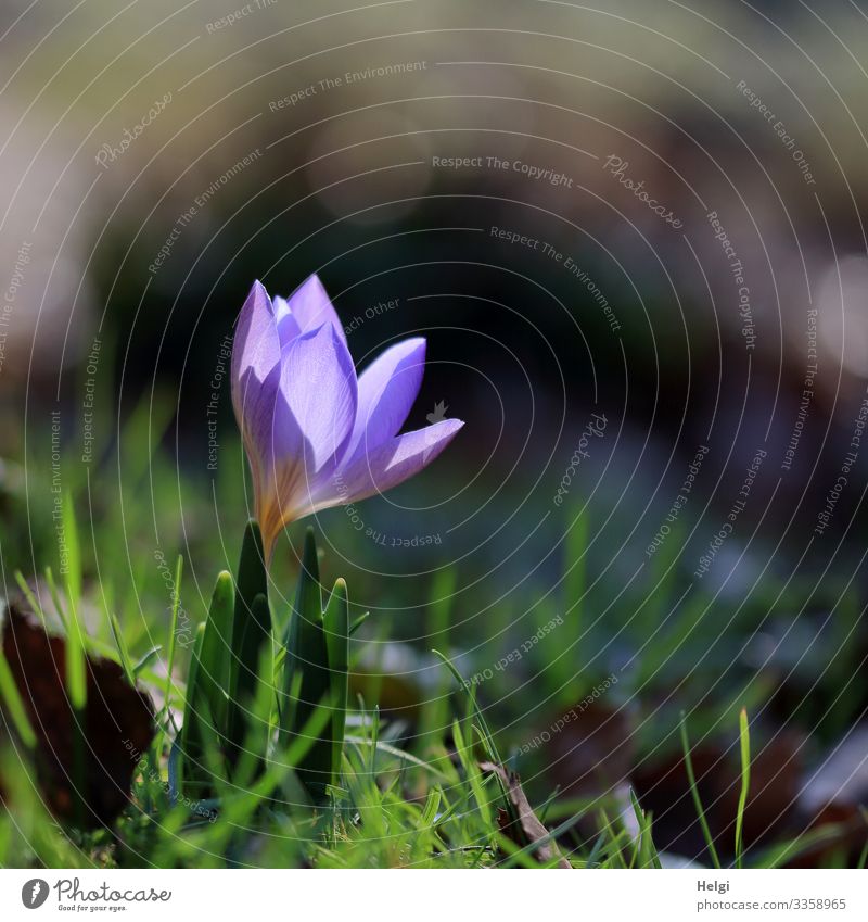 ein kleiner lila Krokus wird von der Sonnen angeleuchtet Umwelt Natur Pflanze Frühling Schönes Wetter Blume Gras Krokusse Frühblüher Garten Blühend leuchten