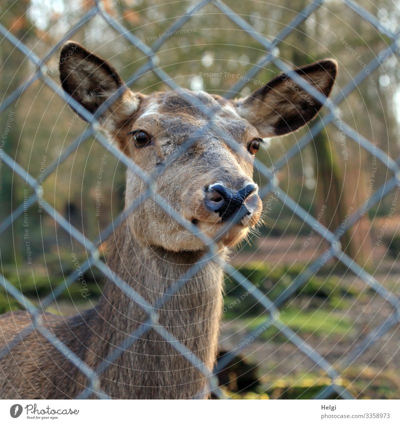 Hirschkuh schaut durch einen Zaun Natur Pflanze Tier Frühling Schönes Wetter Baum Park Wildtier Tiergesicht Zoo Rothirsch 1 Maschendrahtzaun Metall Blick stehen