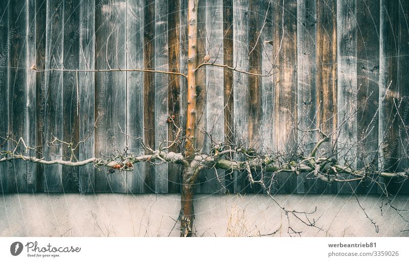 Abstrakter wachsender Baum ruhig Natur Pflanze Architektur alt Wachstum Steinwand Außenseite tote Pflanze Anlagenteil Wurzel Schönheit in der Natur